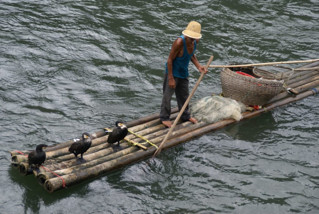 Cormorant Fishing on the Li River