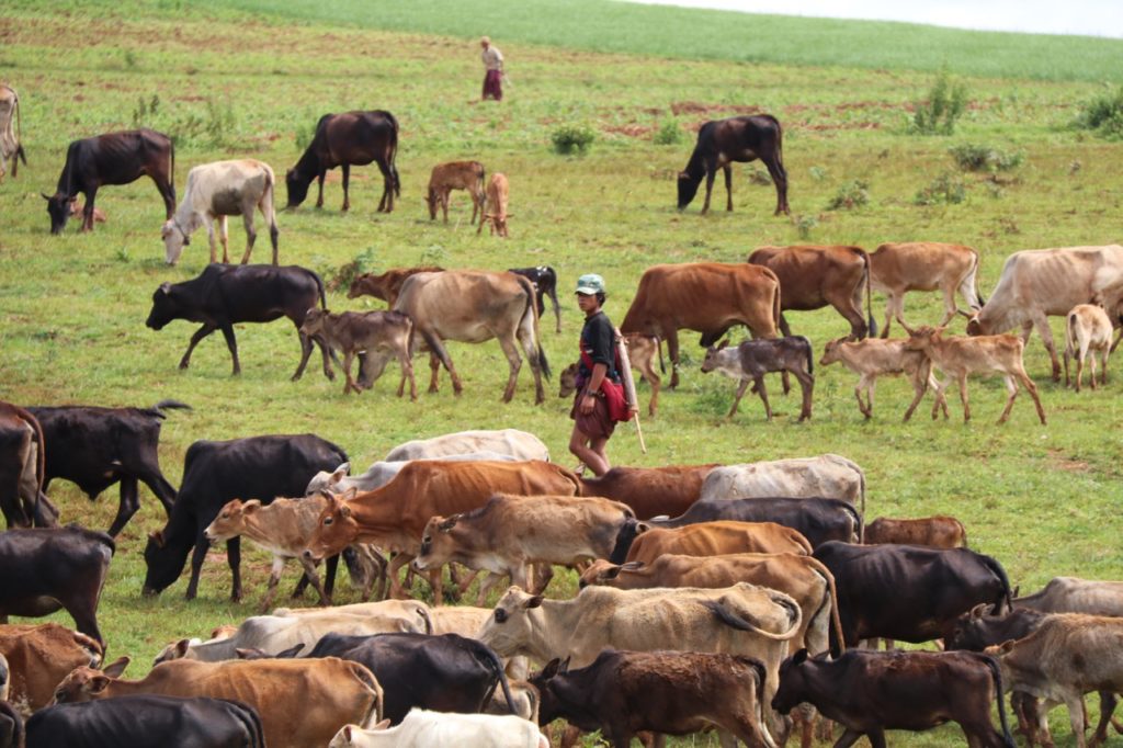 COW HERDING