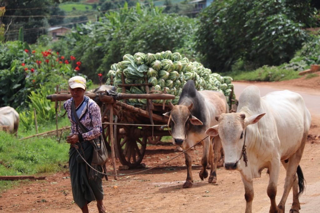 CAULIFLOWERS ON THEIR WAY TO MARKET BY OXEN AND WOODEN CART