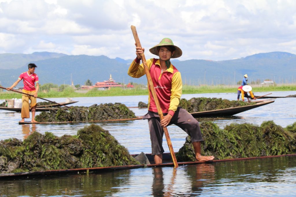 COLLECTING LAKEBED REEDS ON INLE LAKE TO MAKE THE FLOATING GARDENS