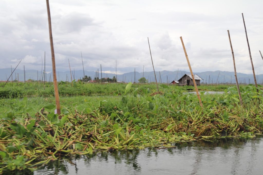 THE FLOATING GARDENS OF INLE LAKE