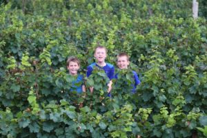 HIDING IN AMONGST THE VINES...