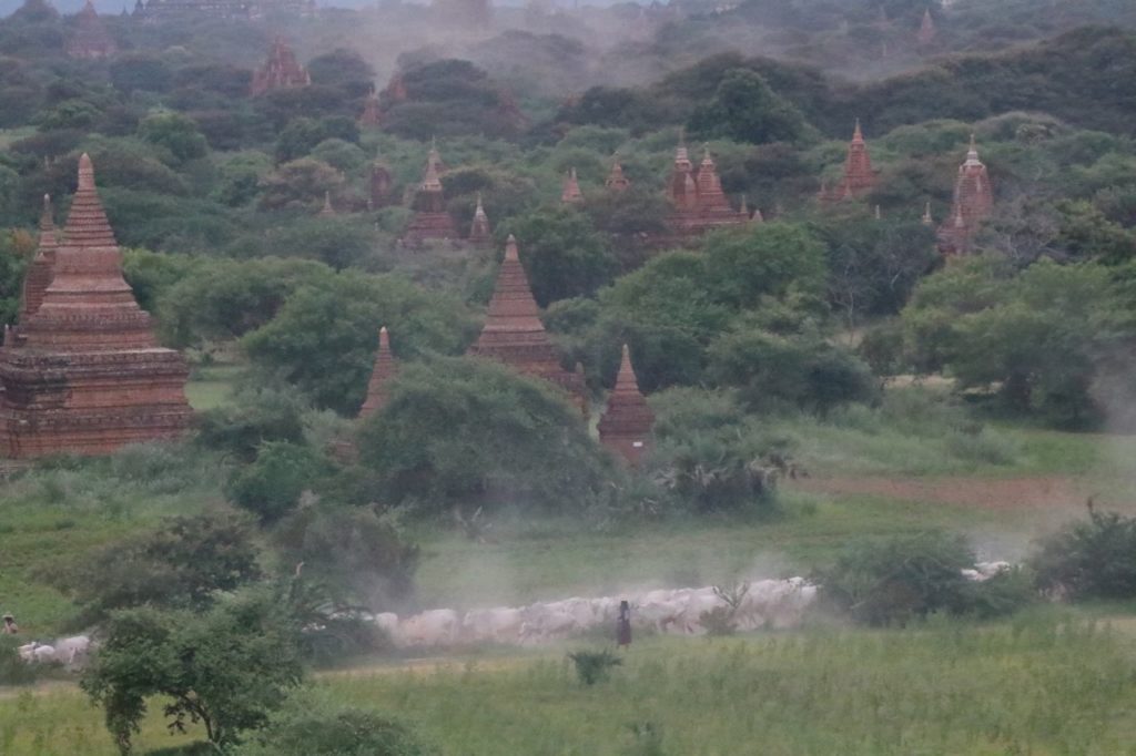 THE TEMPLES OF BAGAN WITH A HERD OF COWS IN THE FOREGROUND