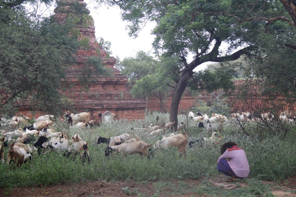 GOAT HERDING AT A TEMPLE IN BAGAN