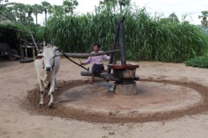 GRINDING PEANUTS WITH AN OX AND GRINDING MACHINE