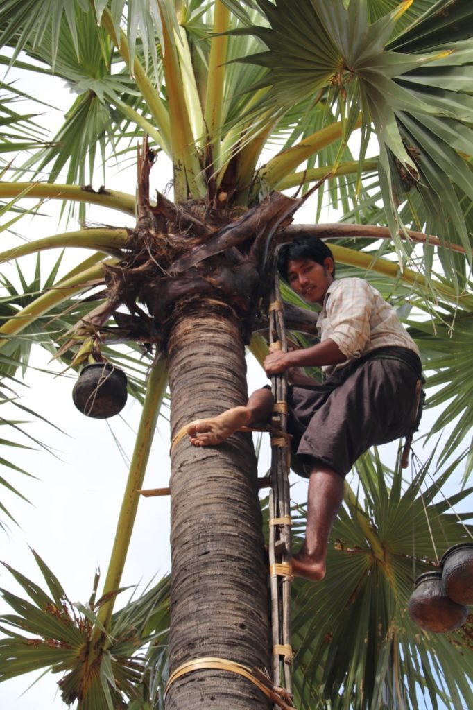 COLLECTING PALM JUICE TO MAKE BROWN SUGAR 