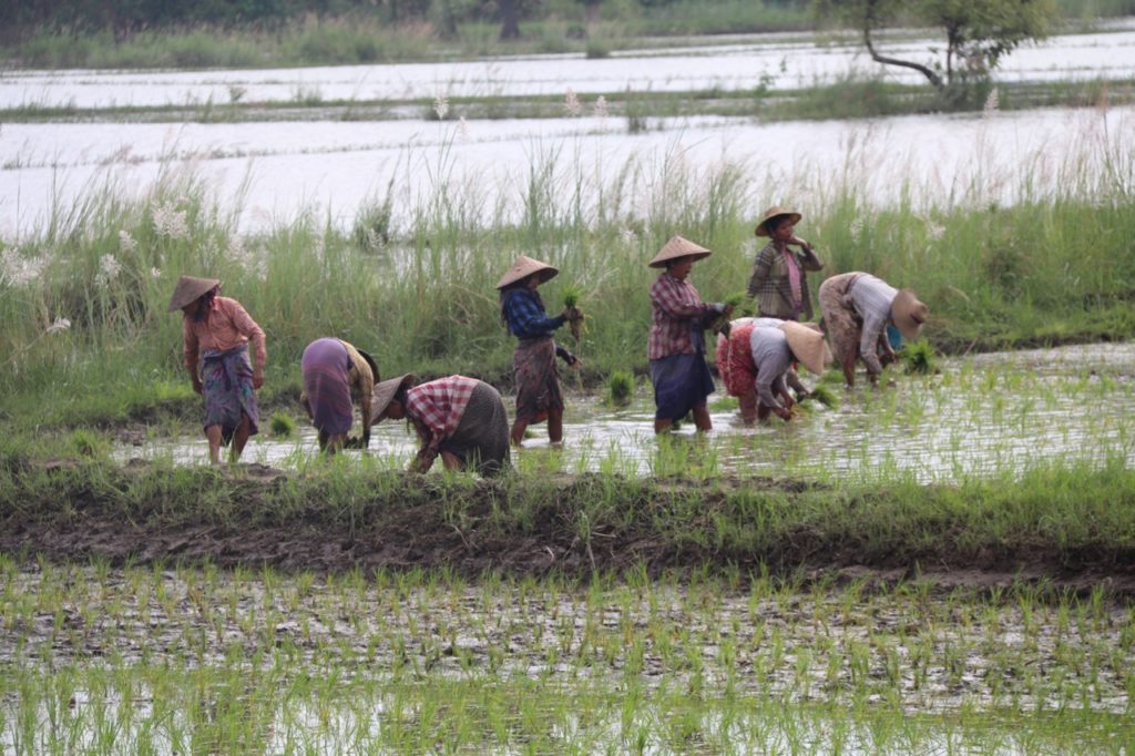 WOMEN WORKING IN THE FIELDS IN INWA