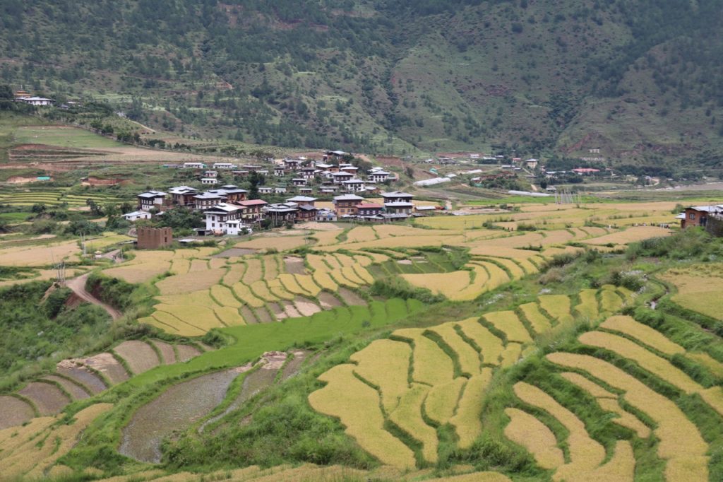RICE FIELDS FOUND ALL OVER PUNAKHA VALLEY