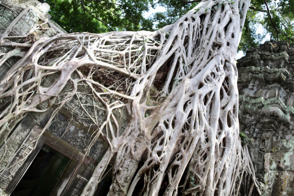 Ta Prohm in the ancient city of Angkor in Cambodia - trees growing through the walls!