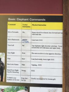 Elephant language