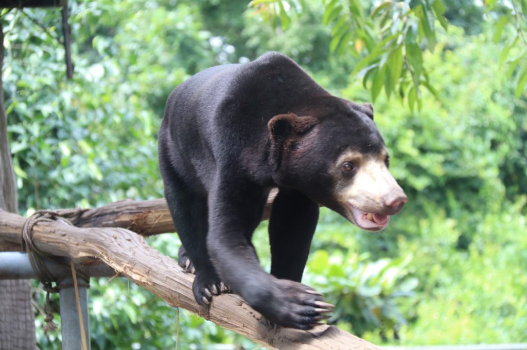 A Sun Bear at Phnom Tamao in Cambodia