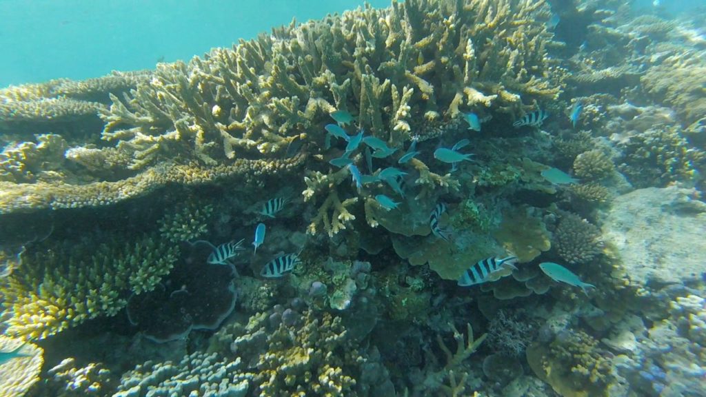 Snorkelling at the Red Sea