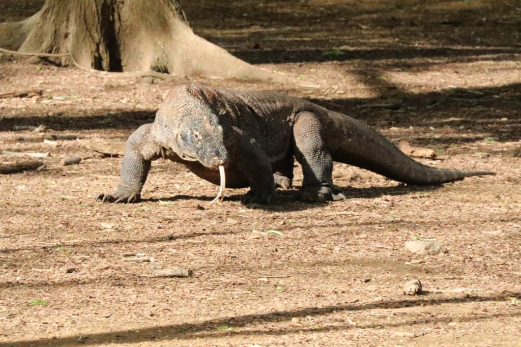 Komodo dragons on Komodo Island