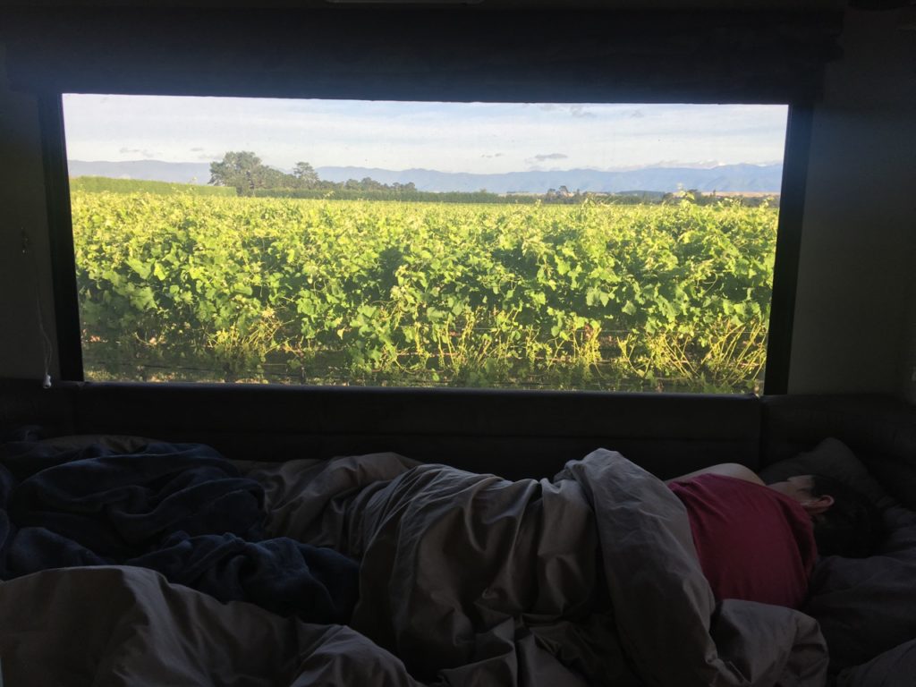 Waking up in the vines at Coney Wines
