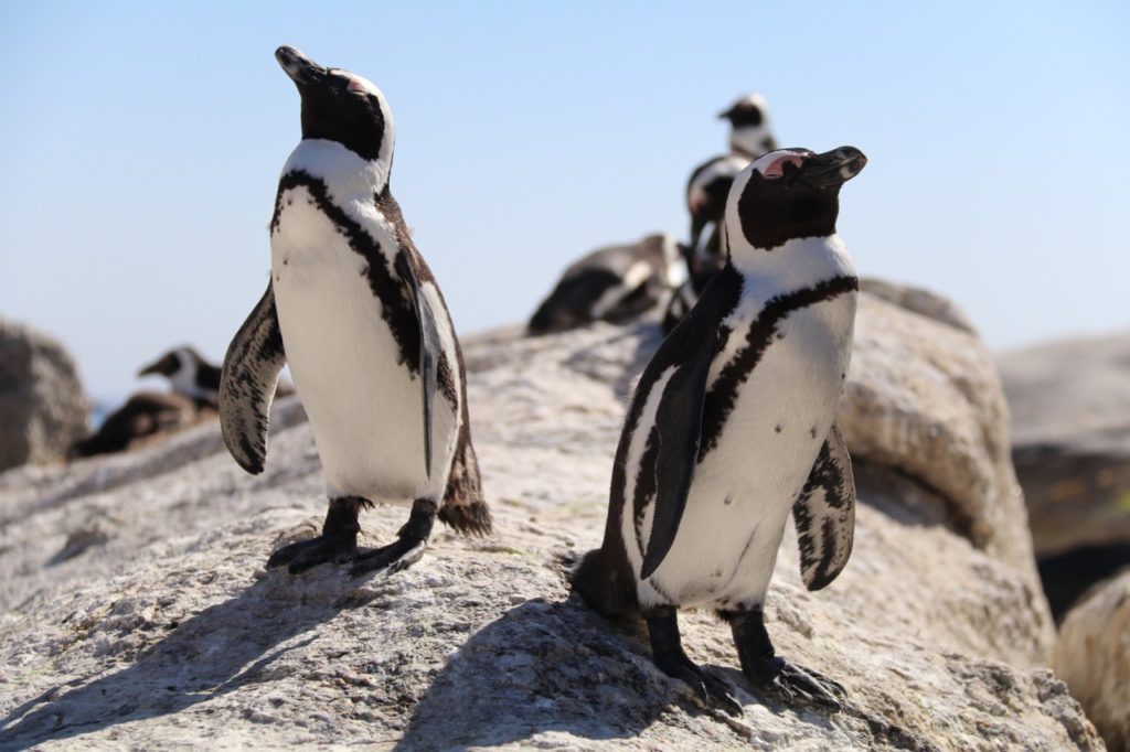 Penguins at Boulders Beach South Africa