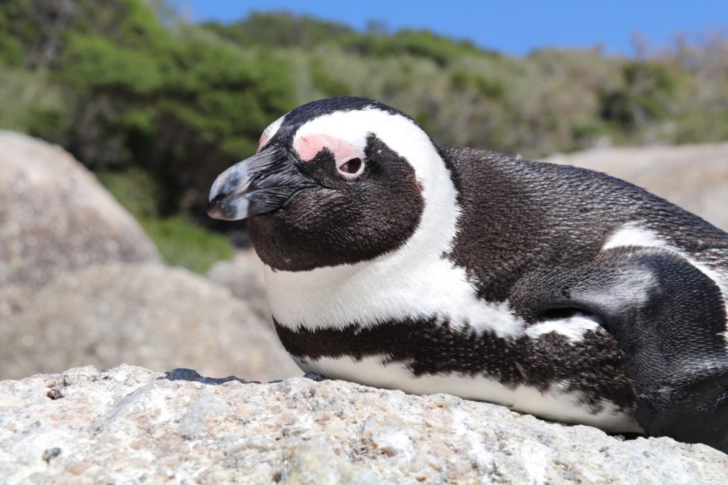 Penguin at Boulders Beach South Africa