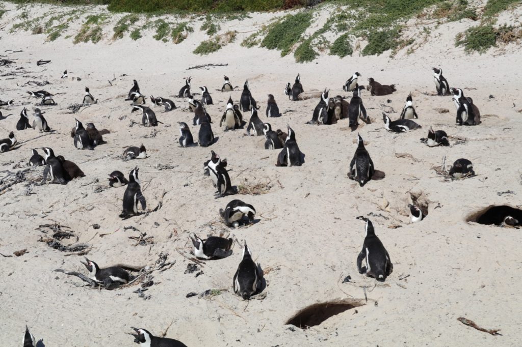 Penguins at Foxy Bay South Africa