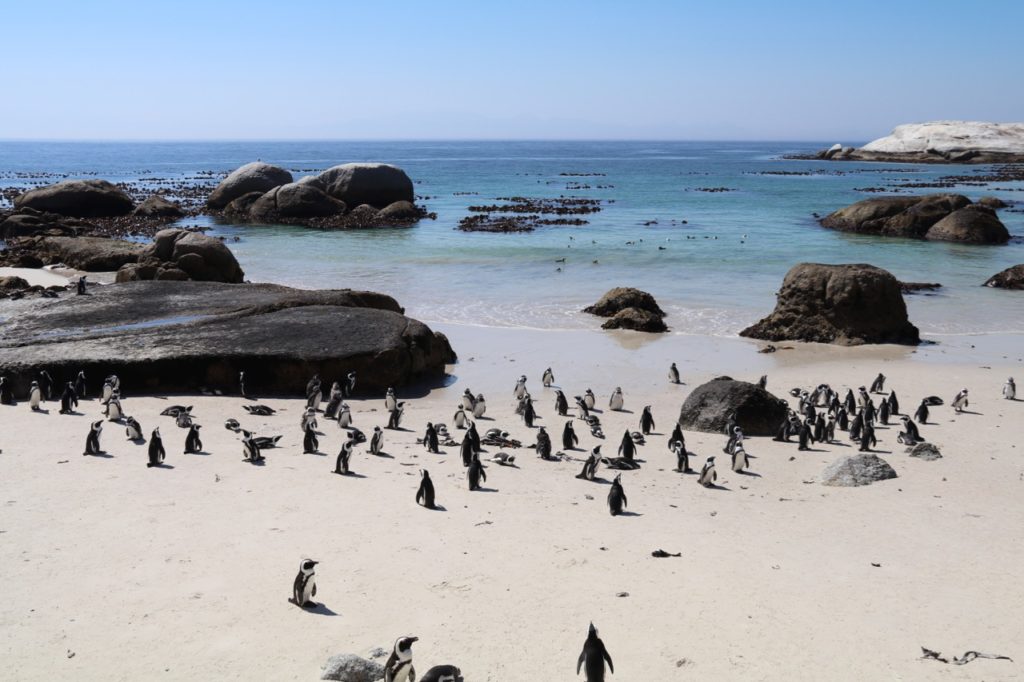 Penguins at Foxy Bay South Africa