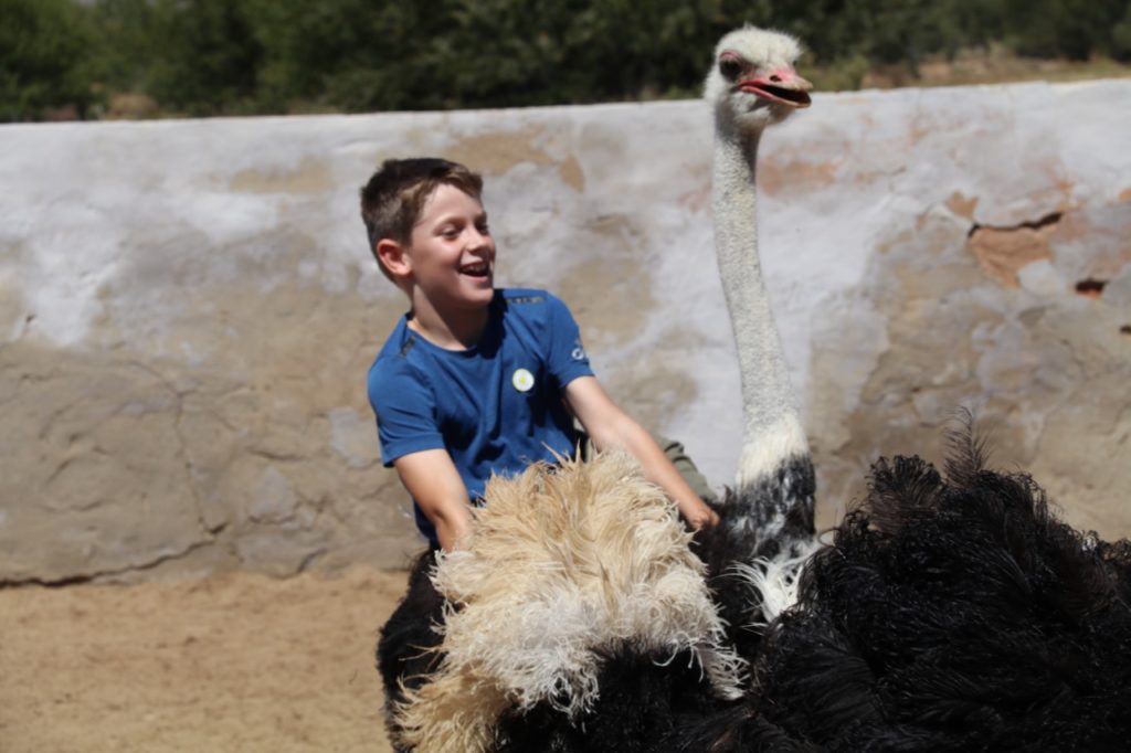 Riding an ostrich at Highgate Ostrich Farm near Oudtshoorn