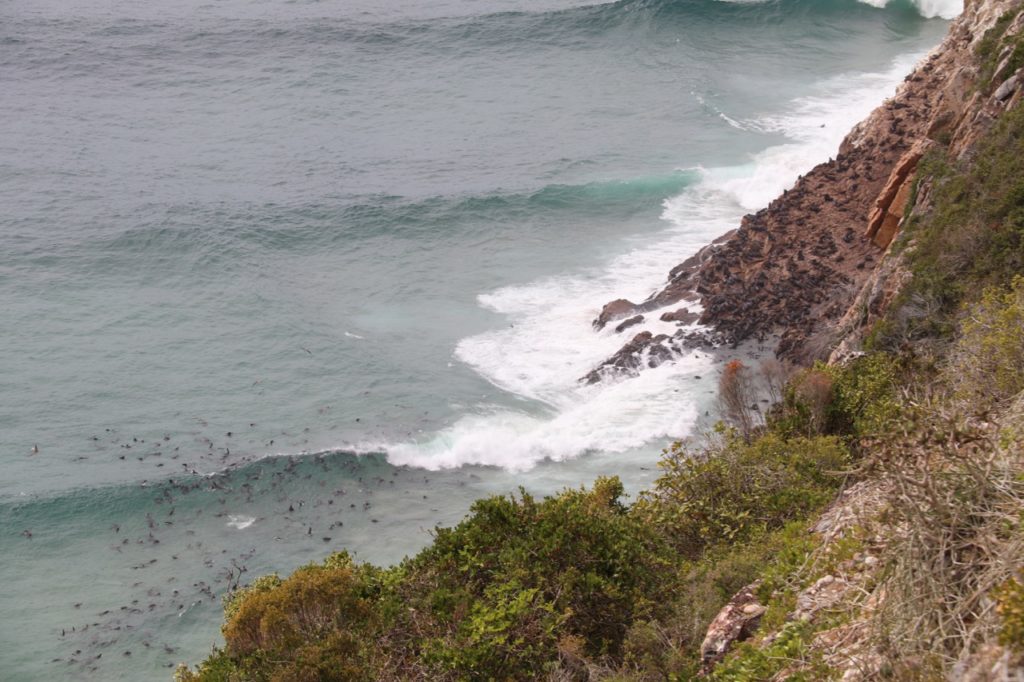 Seal colony