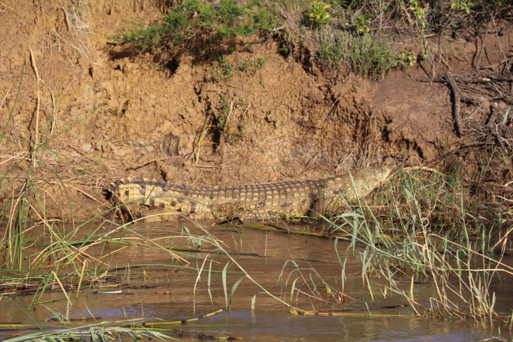 Nile Crocodile, St Lucia Lake