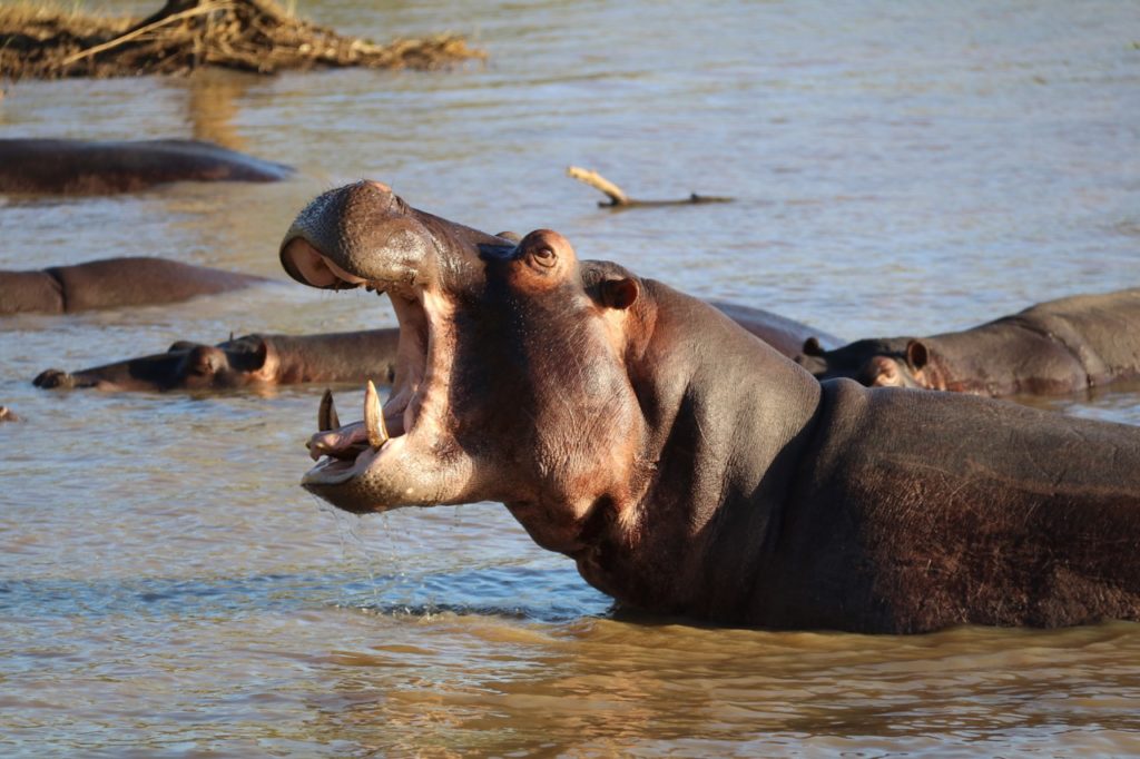 Hippos in St Lucia Lake, South Africa