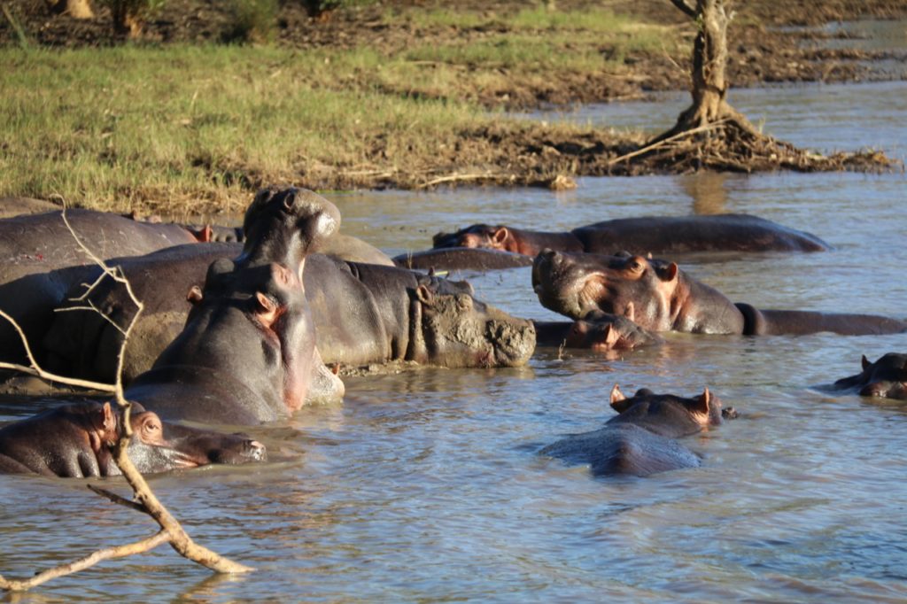 So many hippos in St Lucia Lake, South Africa