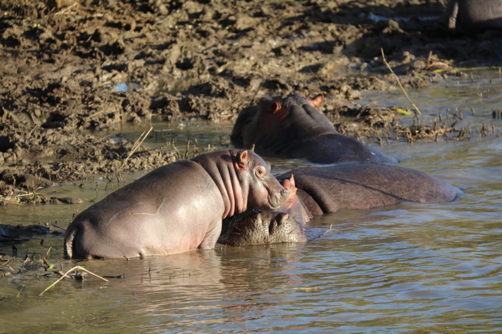 Hippos in St Lucia Lake, South Africa
