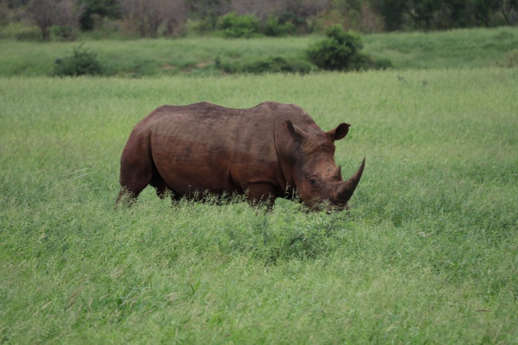 A White Rhino at Hluhluwe-Imfolozi Game Park in South Africa