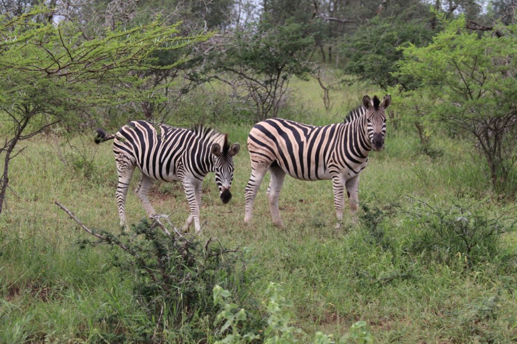 Zebra at Hluhluwe-Imfolozi Game Park in South Africa