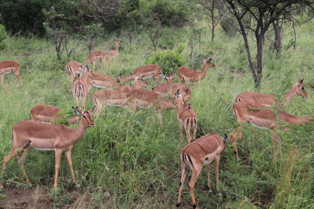 Impala at Hluhluwe-Imfolozi Game Park in South Africa