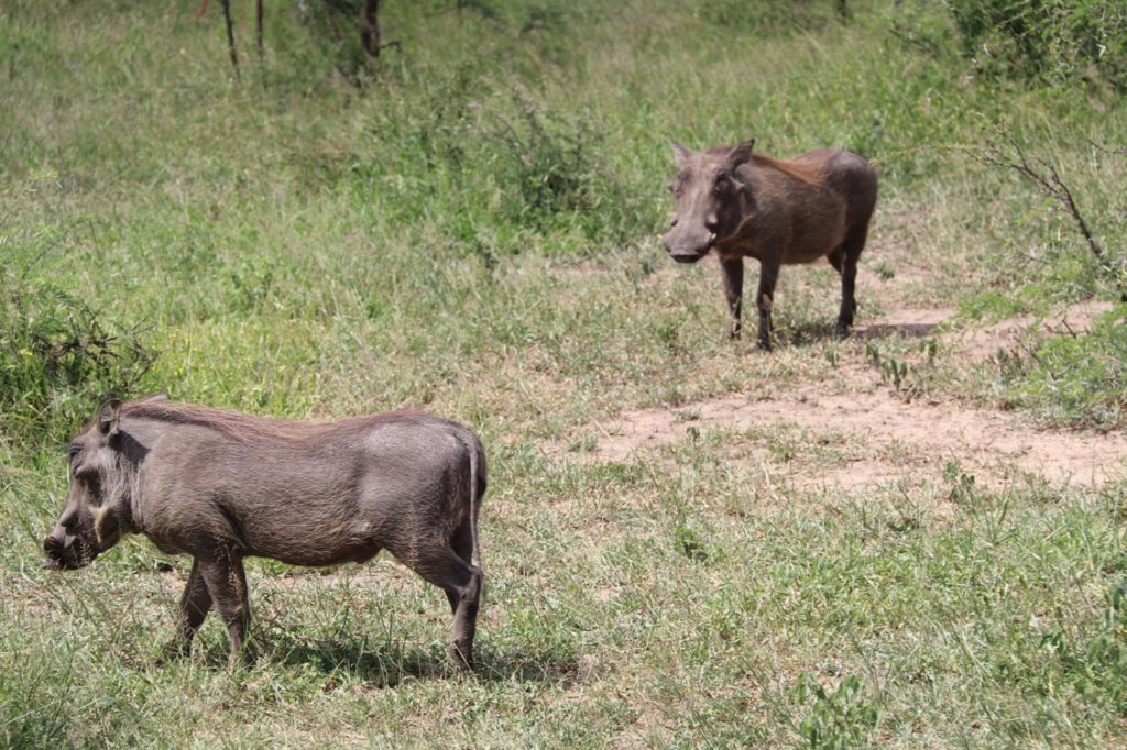Warthogs at Hluhluwe-Imfolozi Game Park in South Africa