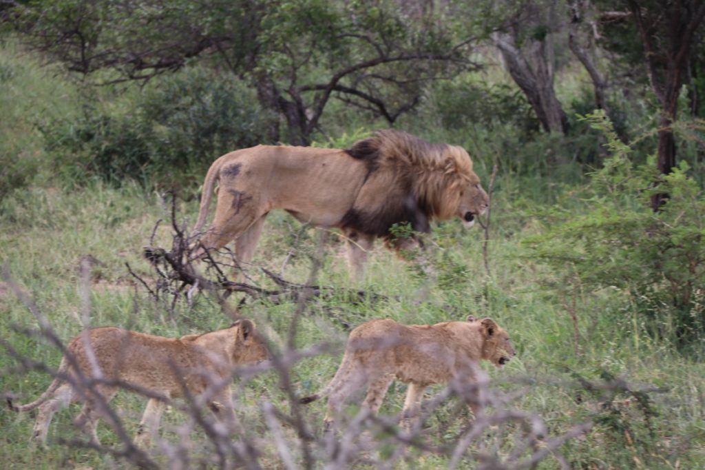 Lions at Hluhluwe-Imfolozi Game Park in South Africa