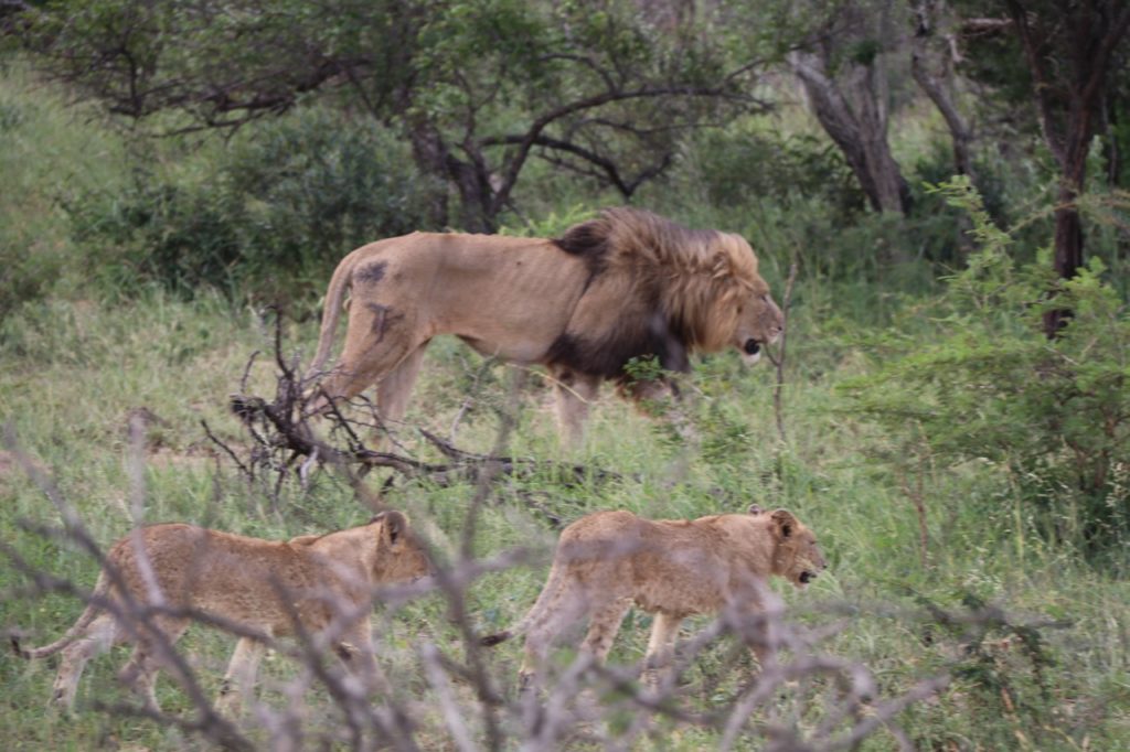 Lions at Hluhluwe-Imfolozi Game Park in South Africa