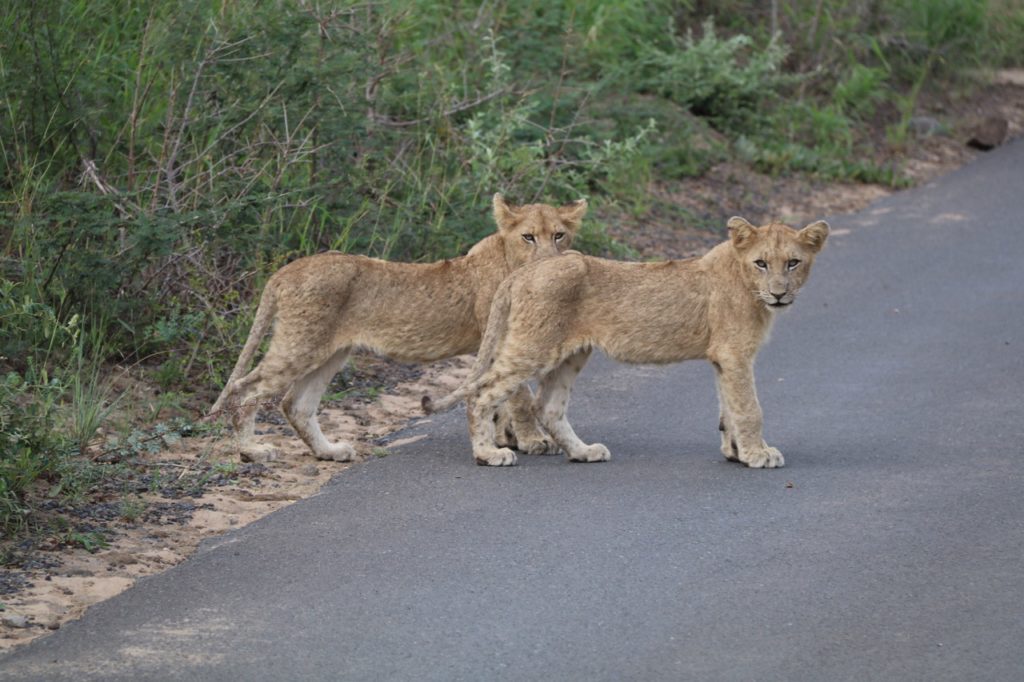 Lion cubs at Hluhluwe-Imfolozi Game Park in South Africa