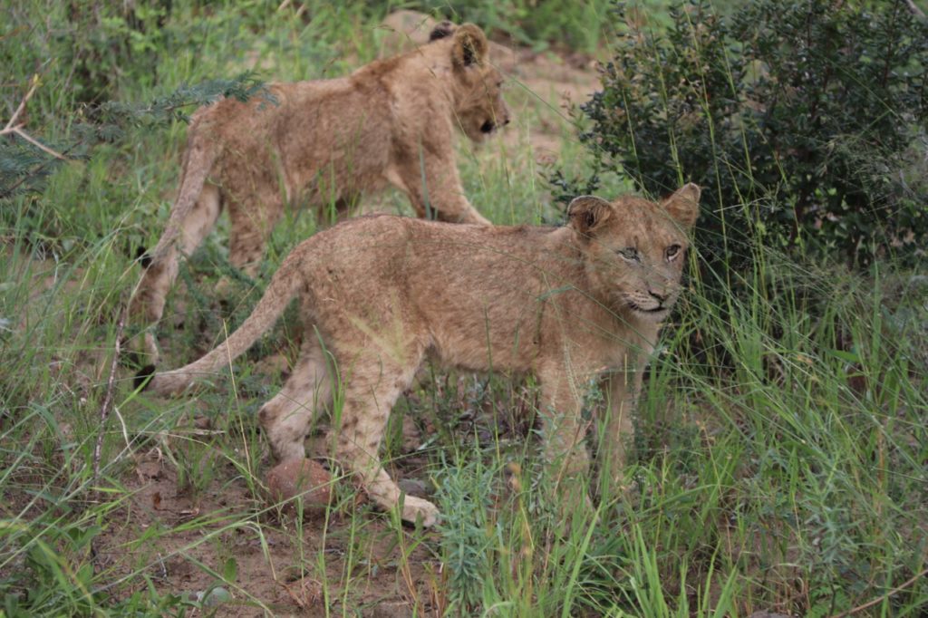 Lion cubs at Hluhluwe-Imfolozi Game Park in South Africa