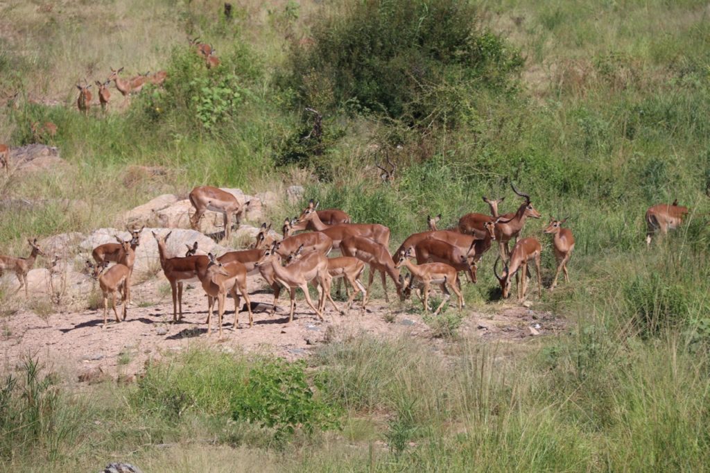 Impala in Kruger