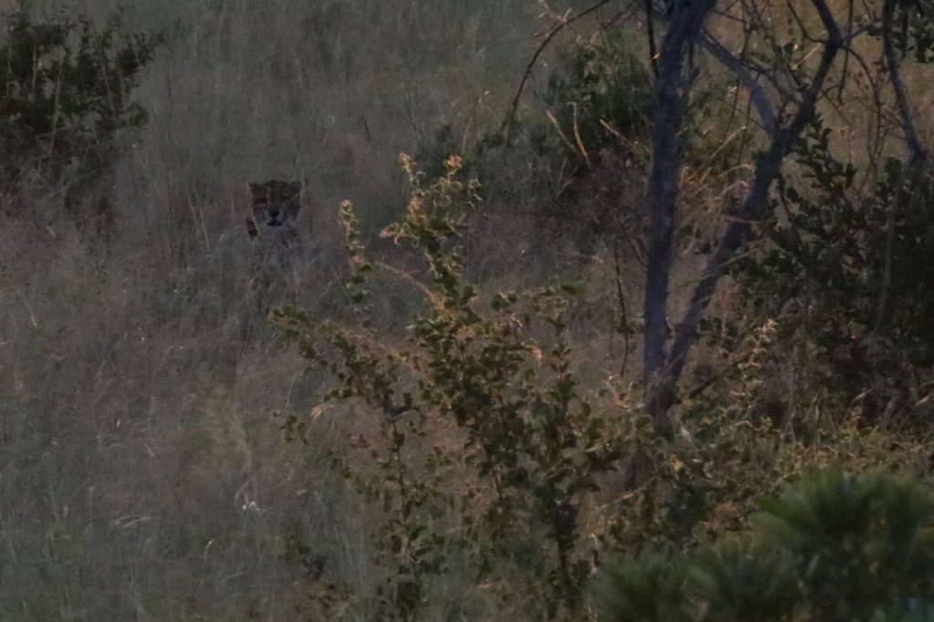 A cheetah in Kruger National Park