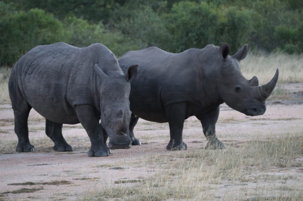 Rhino in Kruger