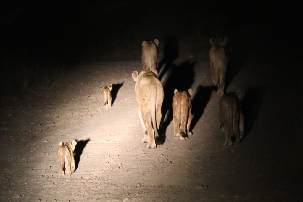 Pride of lions in Kruger