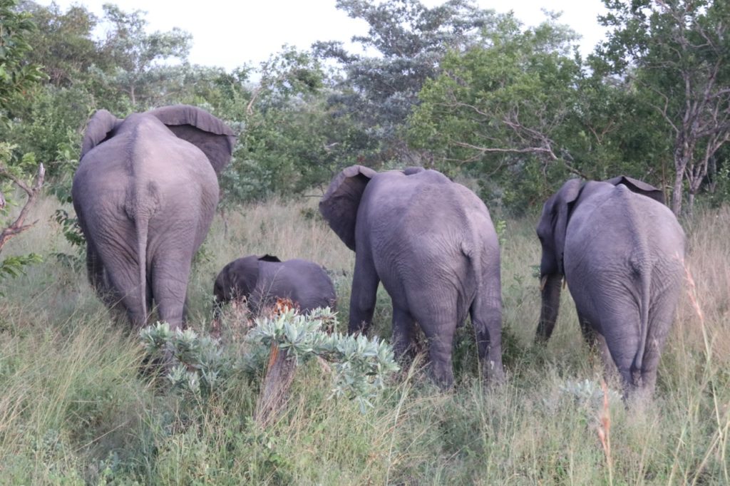 Elephants in Kruger