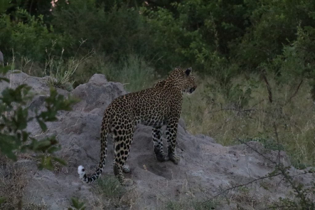 Leopard in Kruger