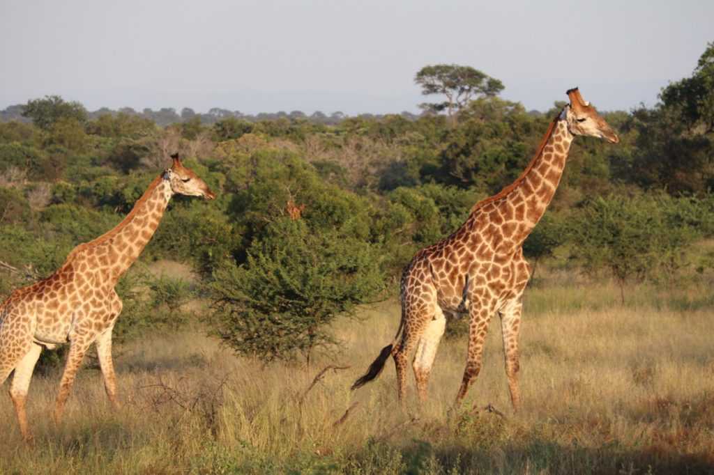 Giraffe in Kruger