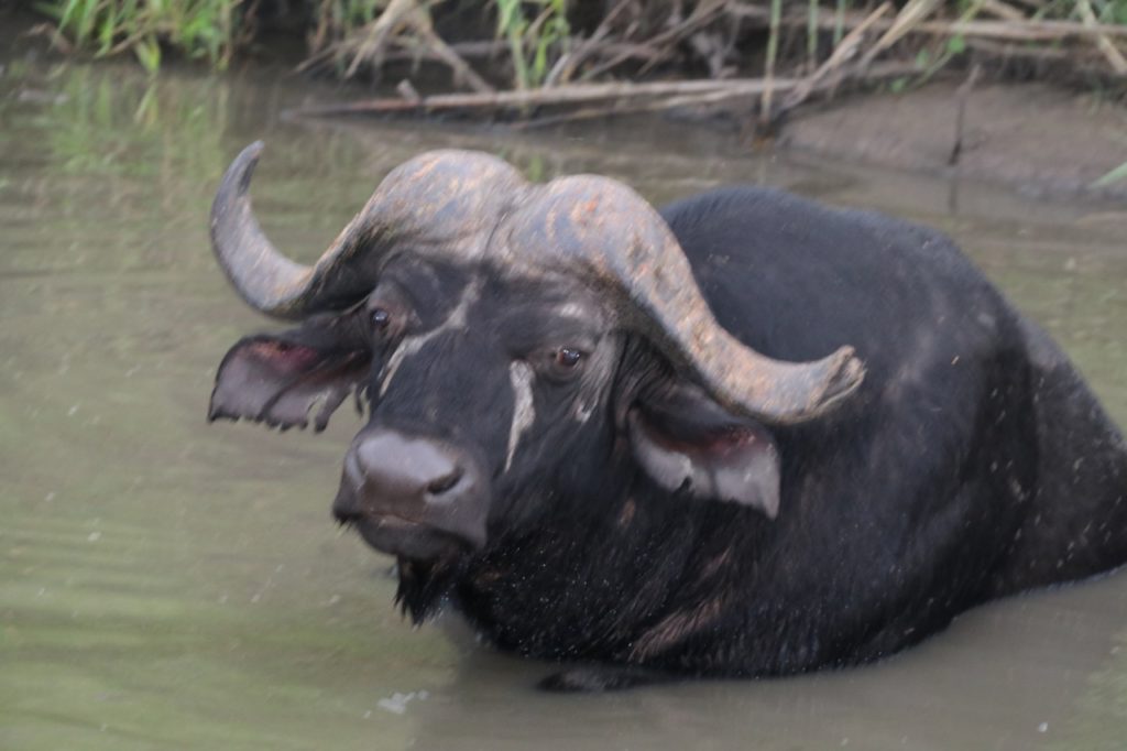 Buffalo in Kruger