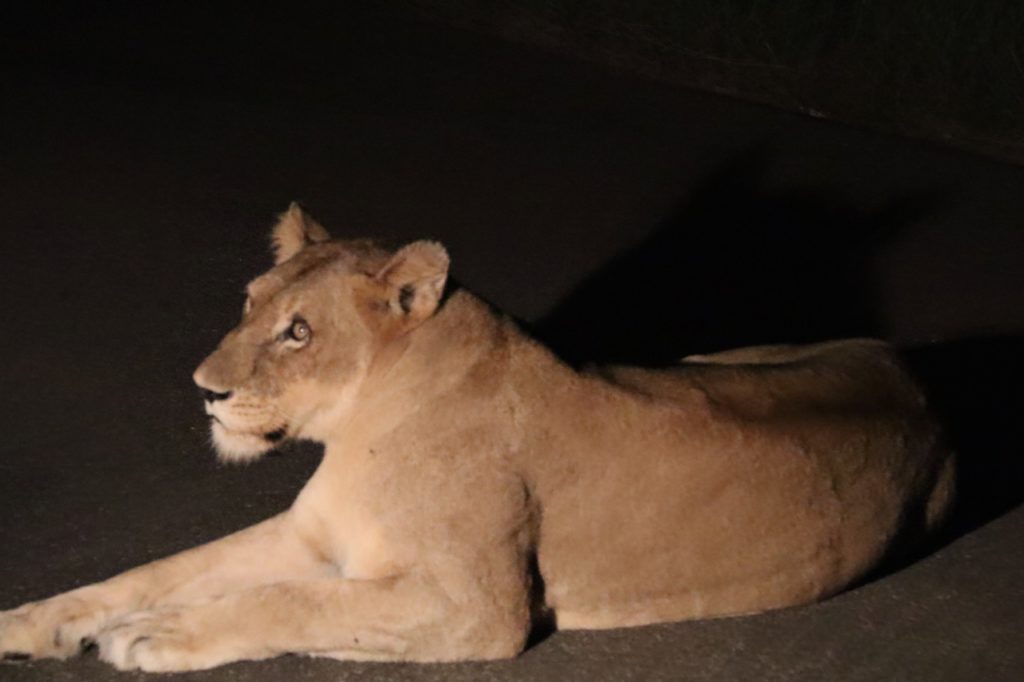 Lioness in Kruger
