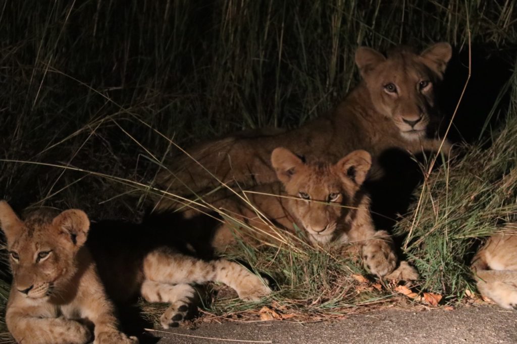 Lioness and cubs in Kruger
