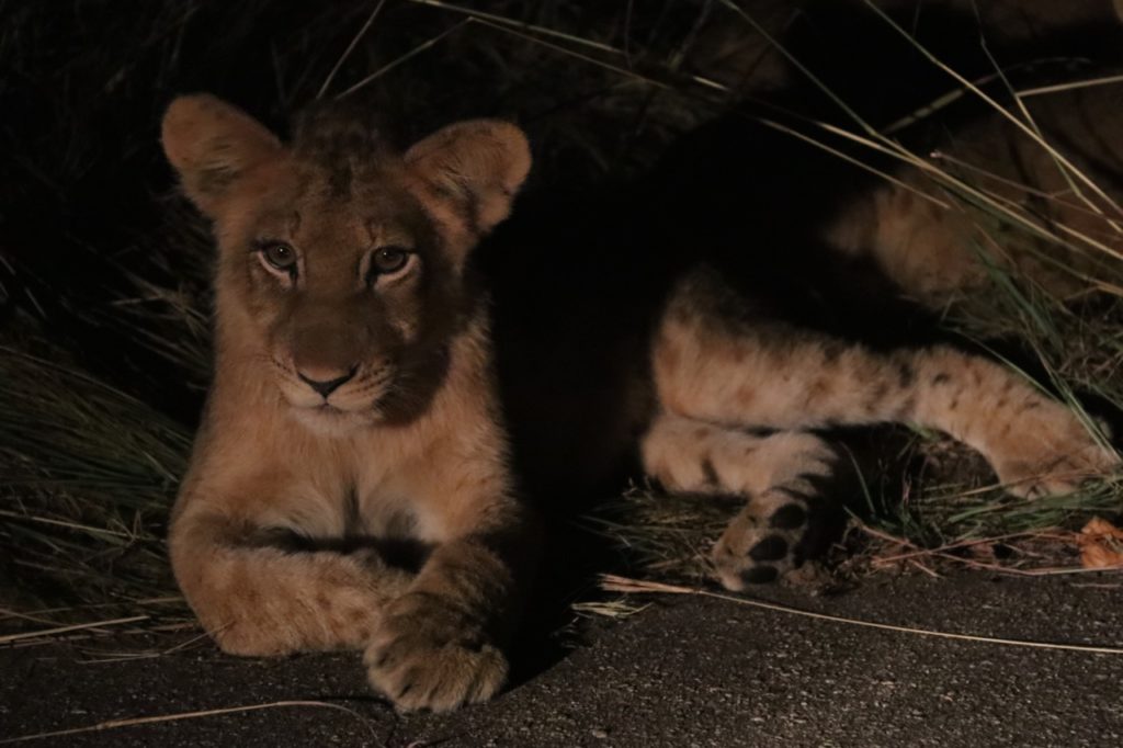 Lion cub in Kruger