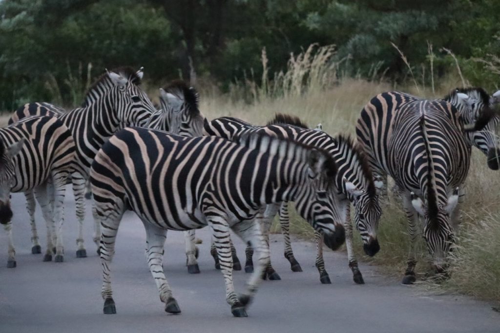 Zebra in Kruger