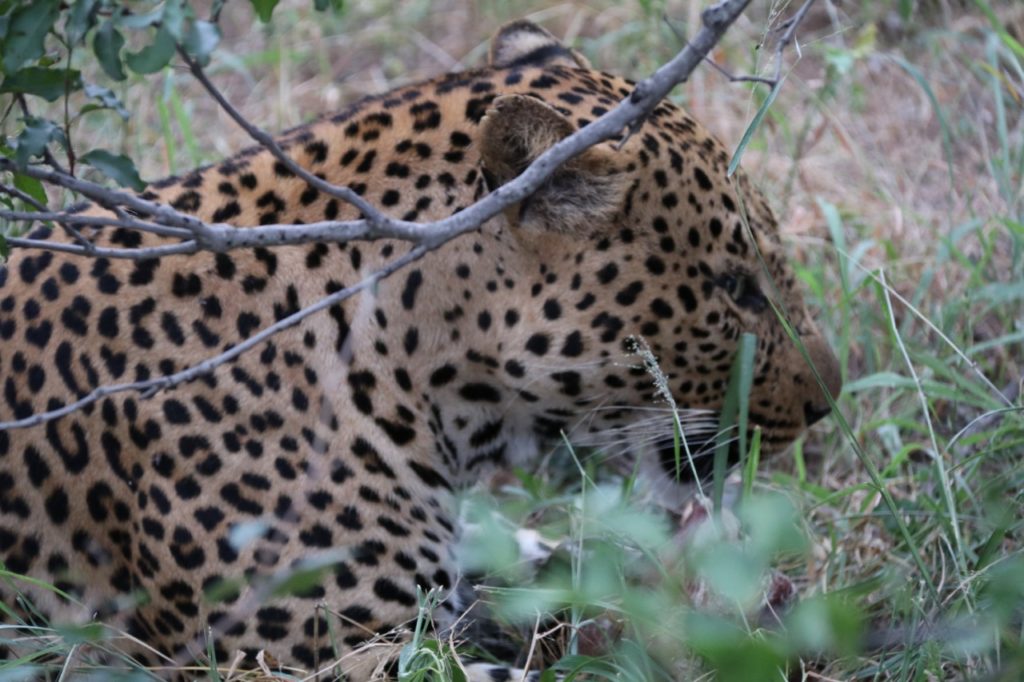 Leopard in Kruger