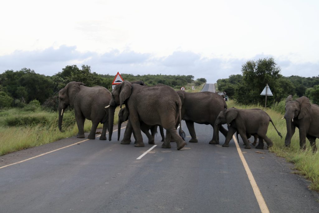 Elephants at Hluhluwe-Imfolozi Game Park in South Africa